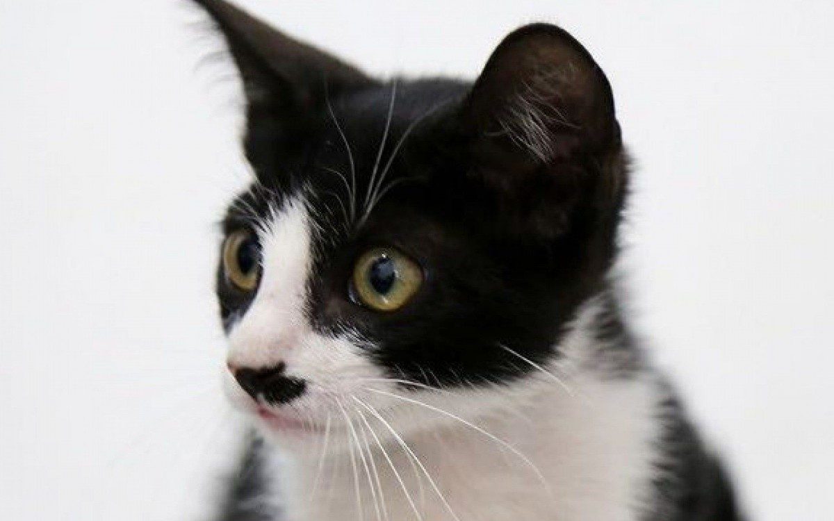 Há três animais disponíveis para adoção responsável neste momento - Divulgação