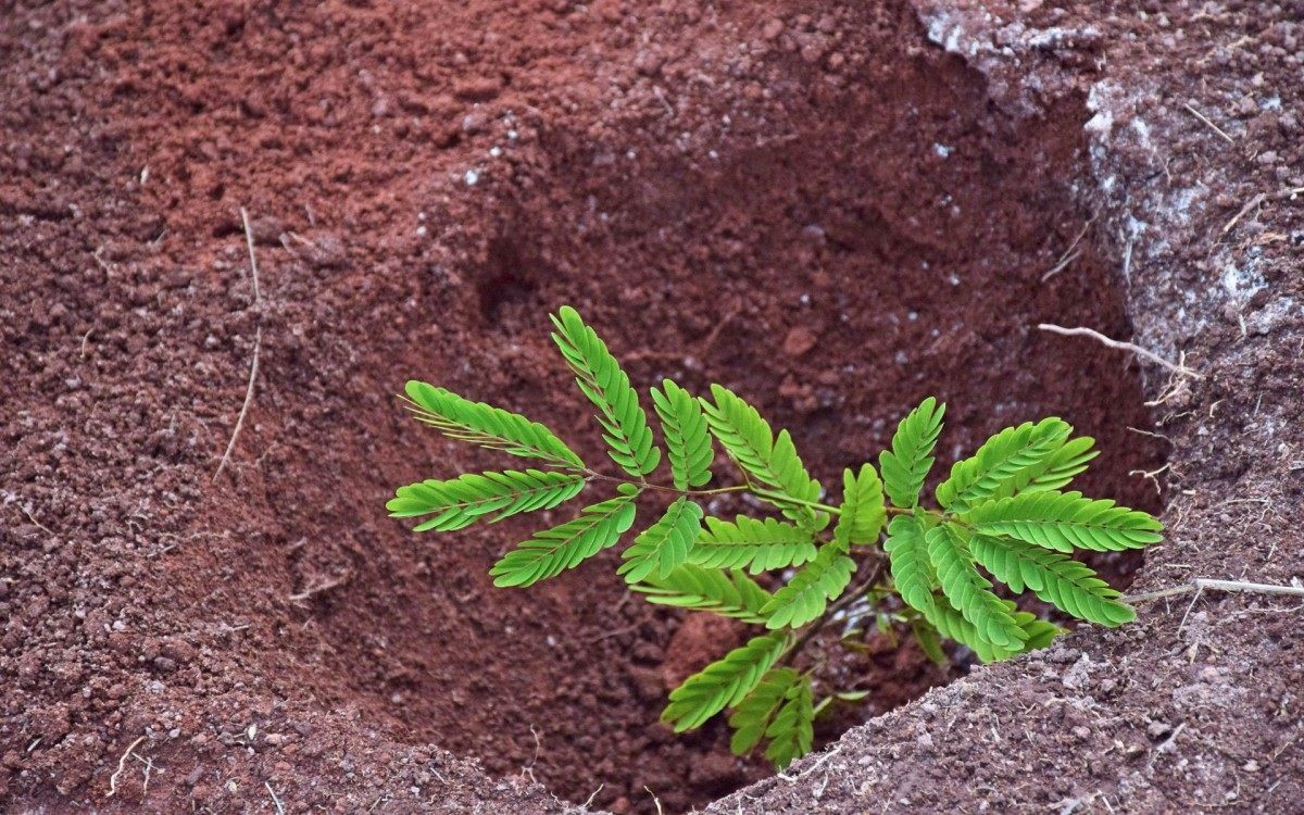 Projeto será realizado por 50 meses - Divulgação