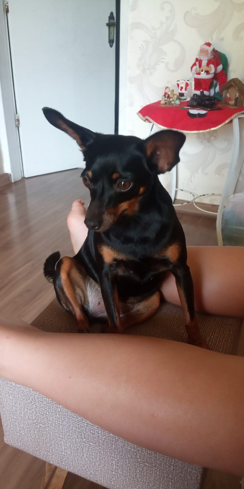 Pantera, 2 anos, foi levada por um criminoso no assalto
 - Foto: Arquivo pessoal