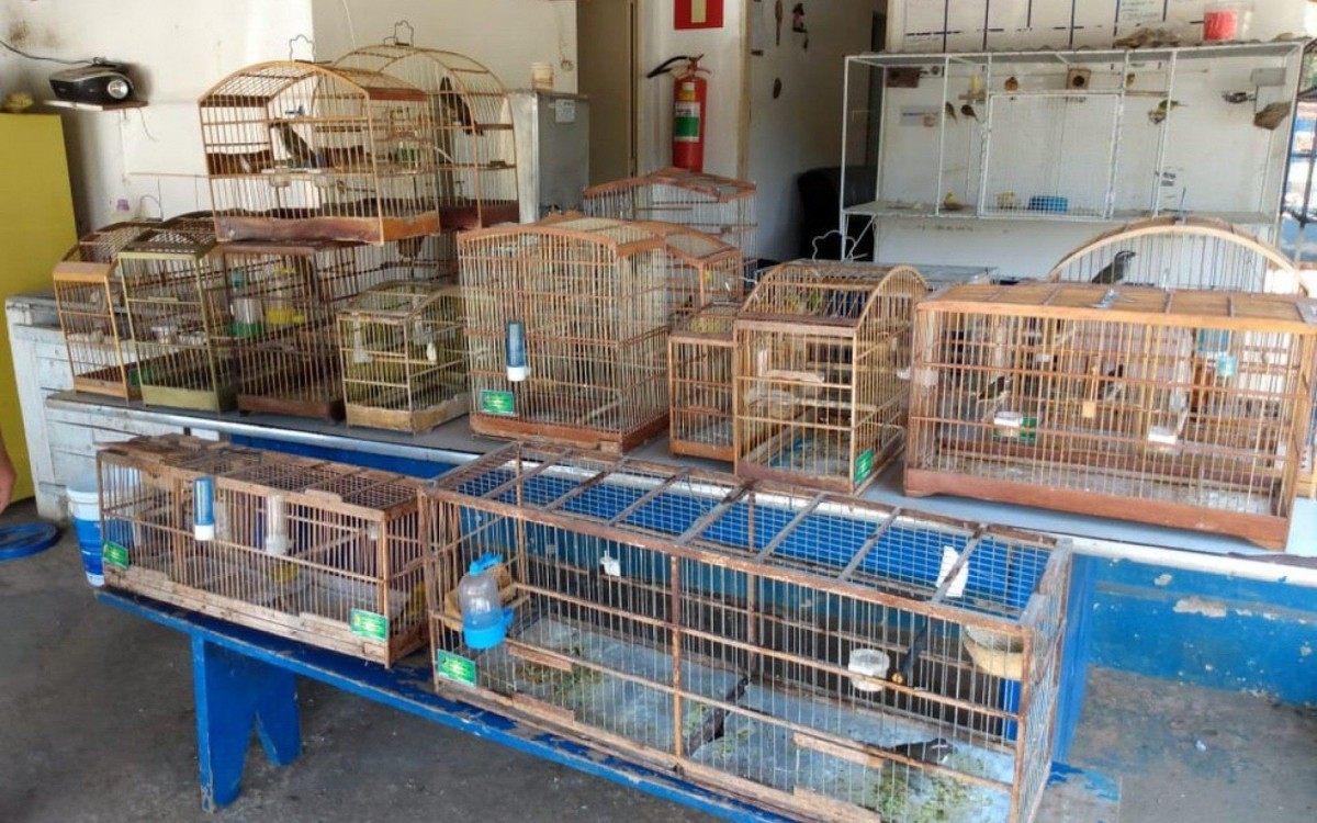 PM resgata 13 pássaros silvestres em São João de Meriti - Polícia Militar de Meio Ambiente/Divulgação