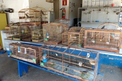 Polícia Militar resgata 13 pássaros silvestres em São João de Meriti