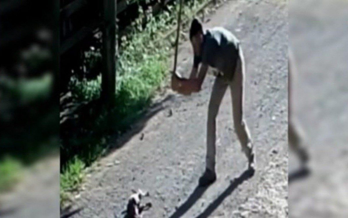 Rapaz é preso após matar cachorro a pancadas - Reprodução