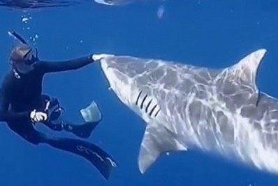 Vídeo: bióloga encara imenso tubarão para ensinar técnica que previne ataques