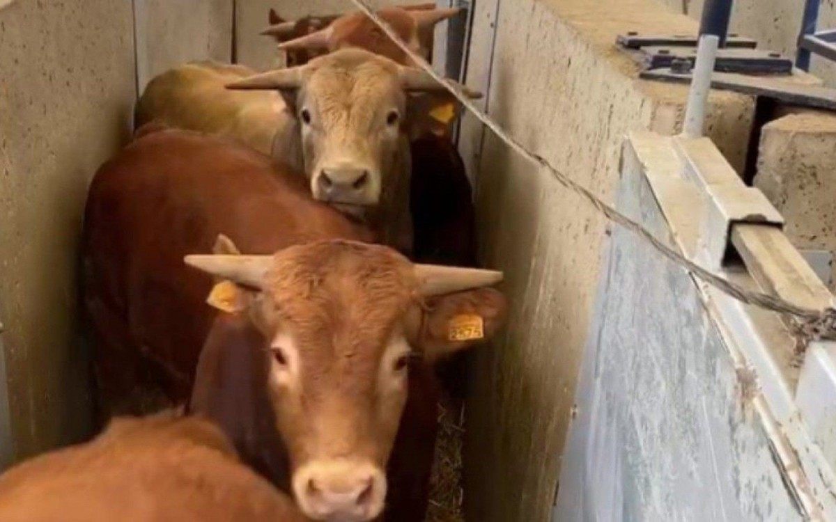 Bois estão presos em navios há mais de dois meses
 - Reprodução/Animal Welfare Foundation