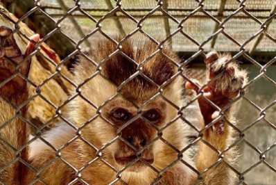 MPF e MPRJ entram com ação para que Ibama não feche Cetas de Seropédica