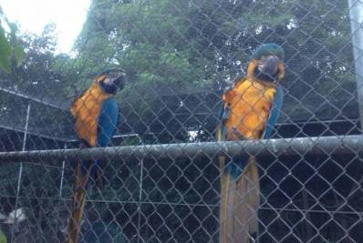 Ibama fecha centro de tratamento de animais silvestres do Rio