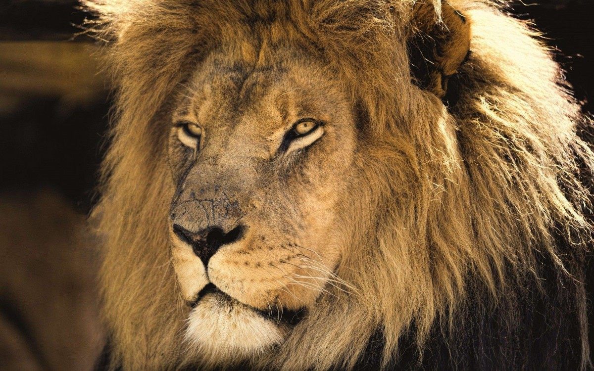 Le&atilde;o, Imposto de Renda, IR, Cute Lion Africa. (pixy.org)