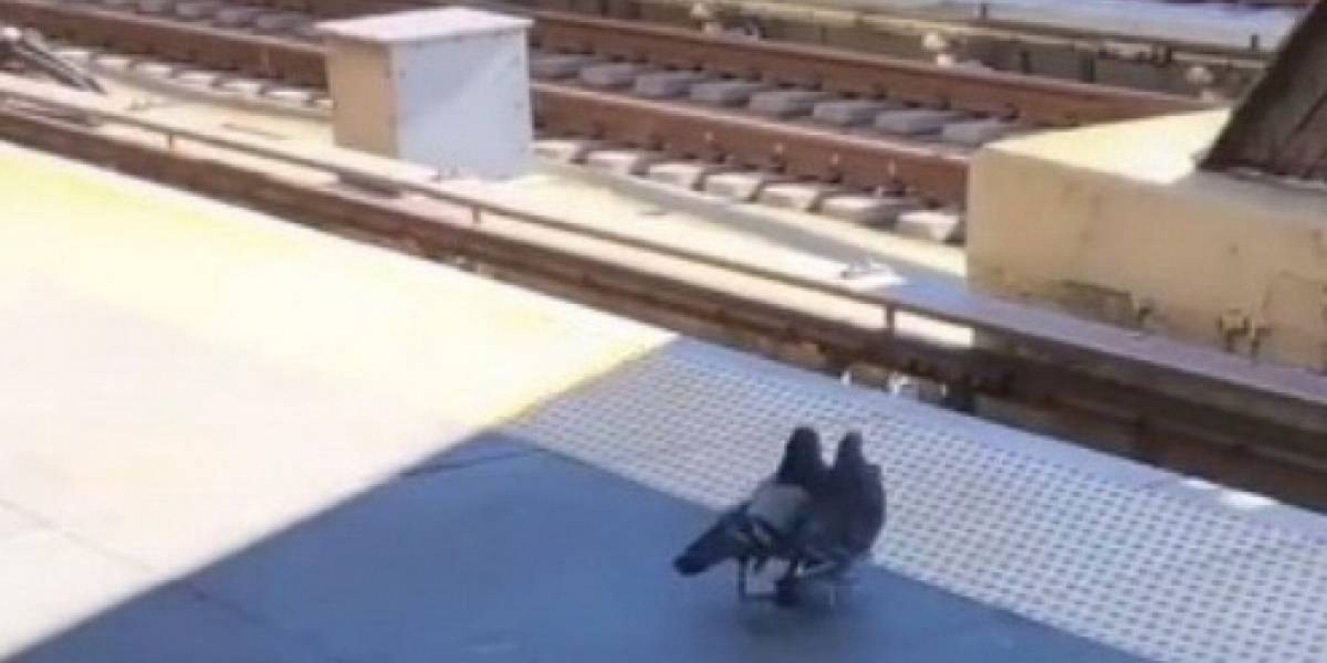 Vídeo: dois pombos derrubam um terceiro nos trilhos do metrô