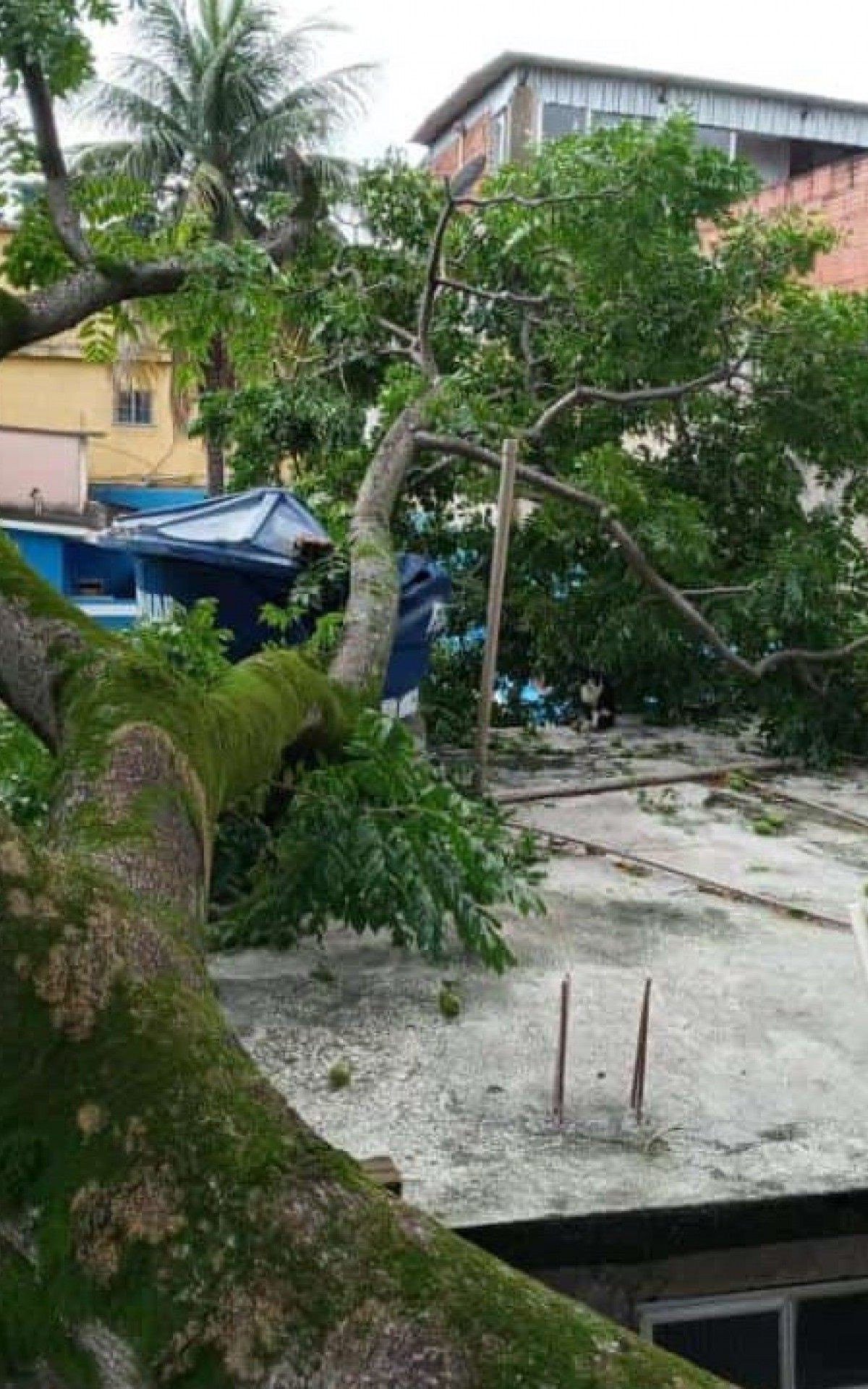 Ap&oacute;s ventania e queda de &aacute;rvores, Defesa Civil realiza trabalho emergencial em Meriti