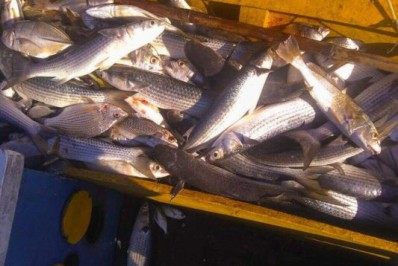África do Sul abre mercado para pescados de cultivos do Brasil, diz Ministério da Agricultura