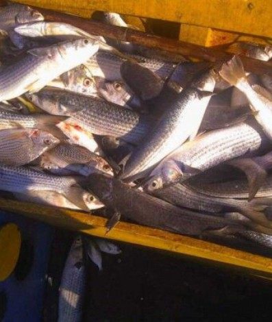 Além da venda local, o pescado proveniente de São Pedro da Aldeia também é distribuído nos mercados de municípios da Região dos Lagos e do Norte Fluminense.  - Divulgação 