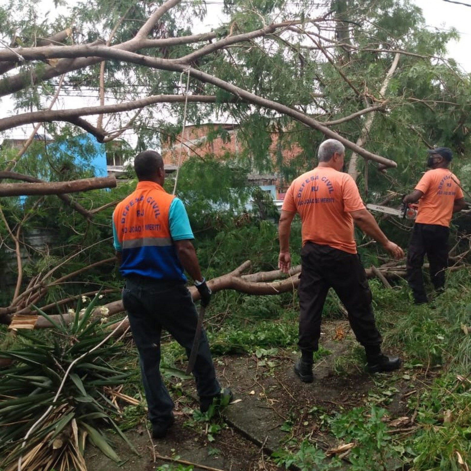 Ap&oacute;s ventania e queda de &aacute;rvores, Defesa Civil realiza trabalho emergencial em Meriti