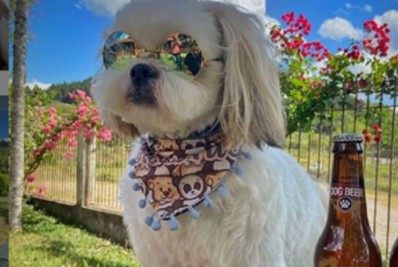 Cerveja para cachorro? Conheça a curiosidade saborosa para o seu pet