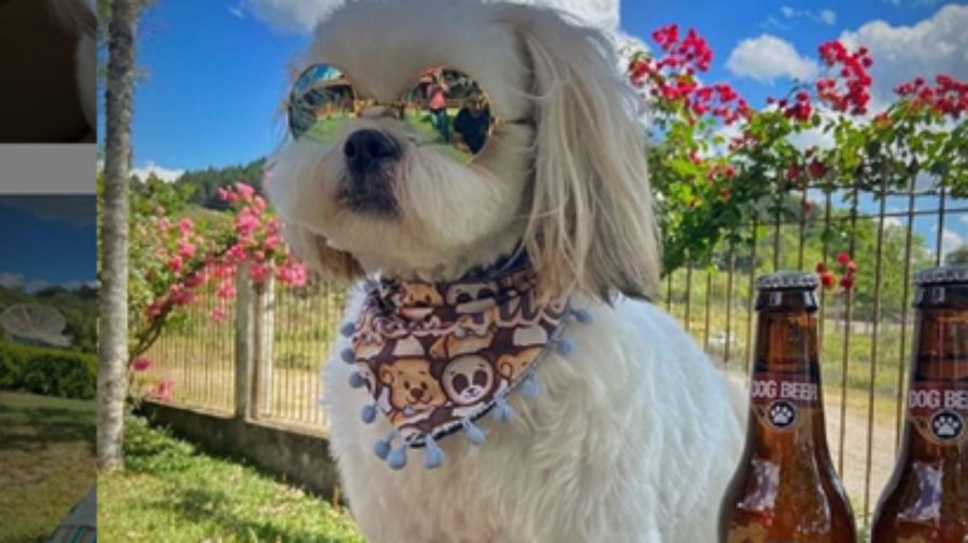 Cerveja para cachorro? Conhe&ccedil;a a curiosidade saborosa para o seu pet