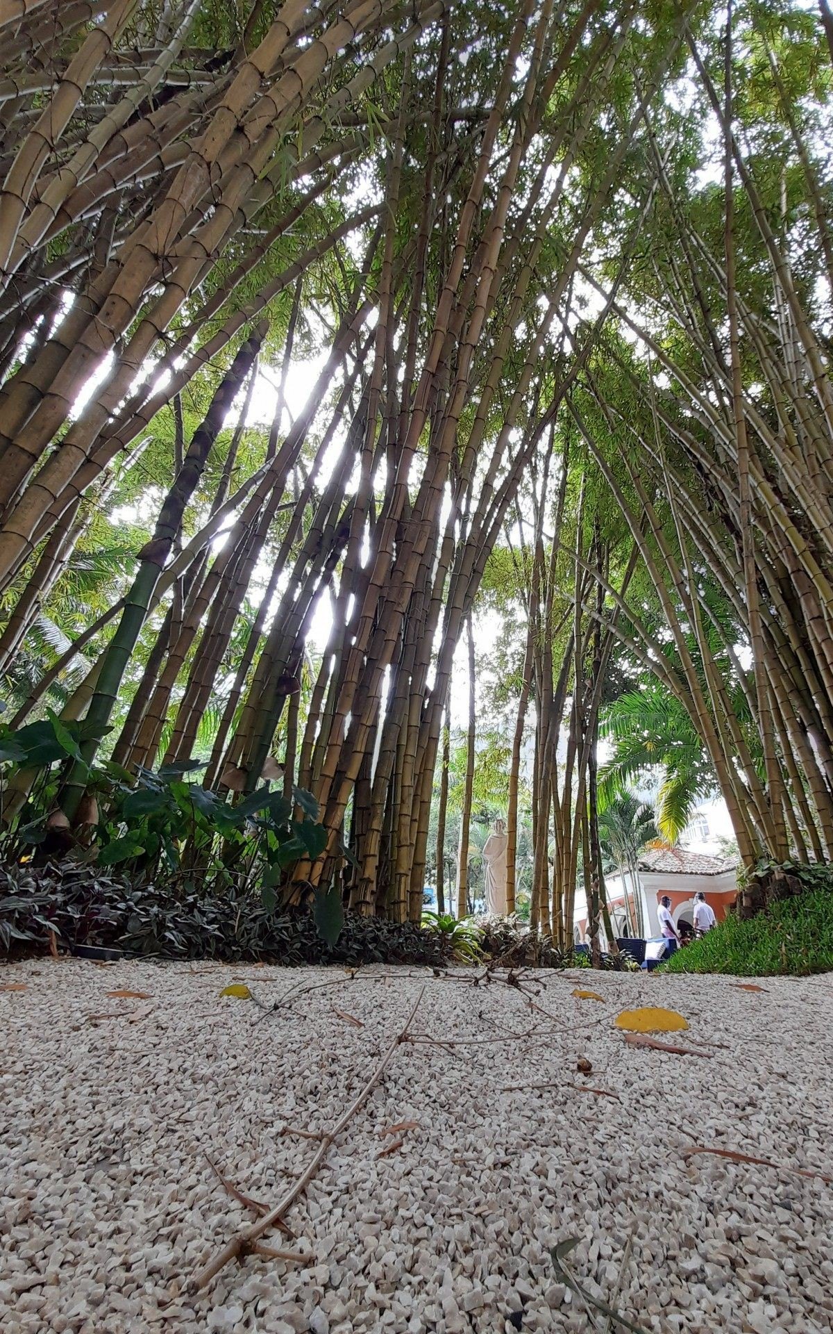Bambuzal revitalizado pelo paisagista Ricardo Portilho na Resid&ecirc;ncia Brando Barbosa, sede da Casa Cor Rio 2021, no Jardim Bot&acirc;nico. Foto para a cr&ocirc;nica "O verde da esperan&ccedil;a", de Ana Carla Gomes