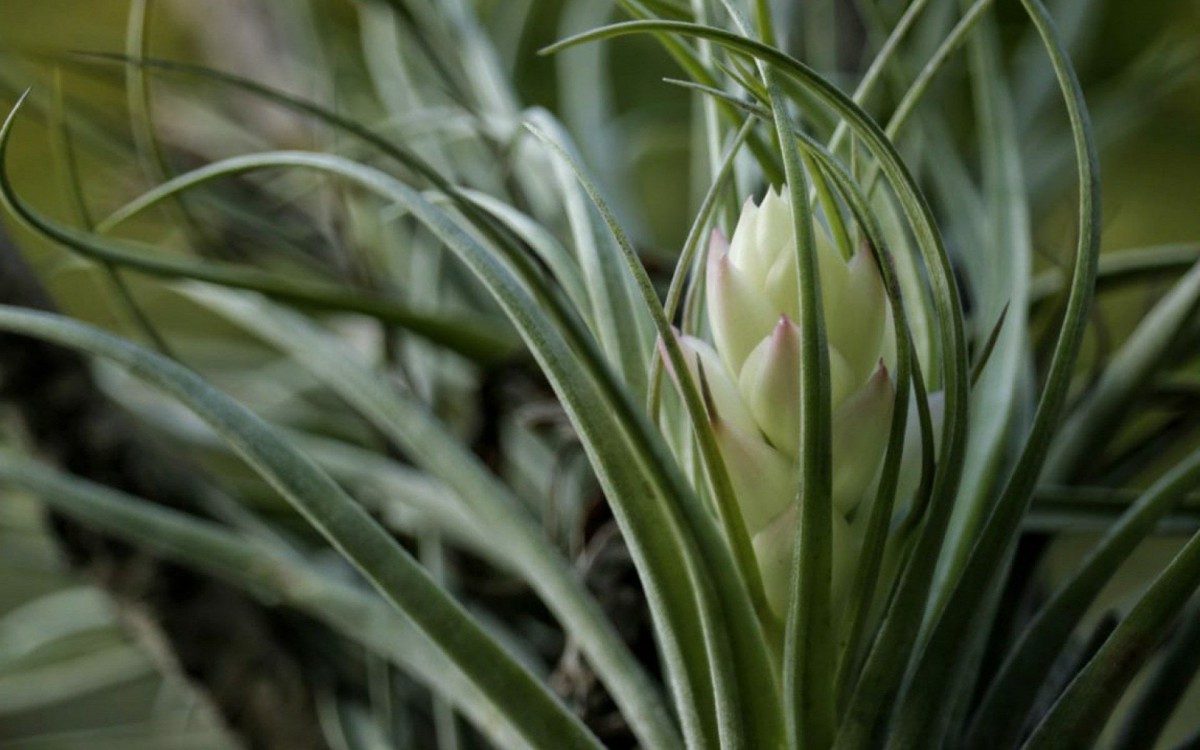Plantas tomam cada vez mais conta da casa. Foto para a cr&ocirc;nica "O verde da esperan&ccedil;a", de Ana Carla Gomes