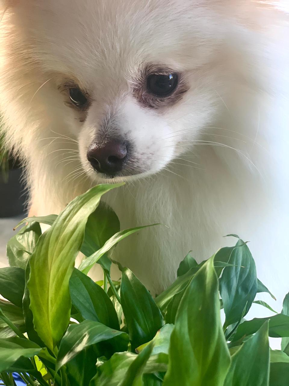 Plantas tomam cada vez mais conta da casa. Foto para a cr&ocirc;nica "O verde da esperan&ccedil;a", de Ana Carla Gomes