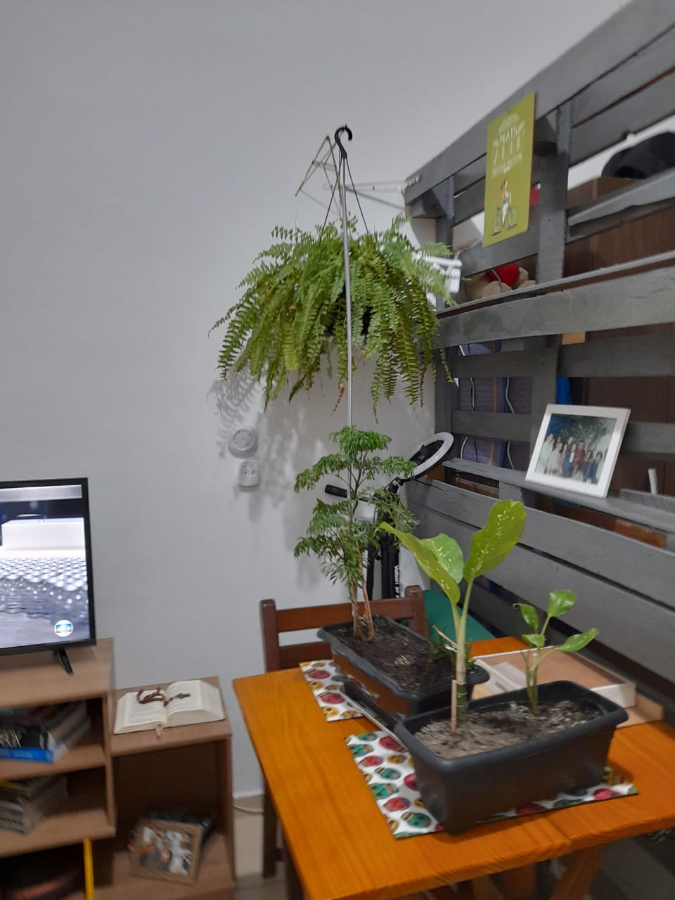 Plantas tomam cada vez mais conta da casa. Foto para a cr&ocirc;nica "O verde da esperan&ccedil;a", de Ana Carla Gomes