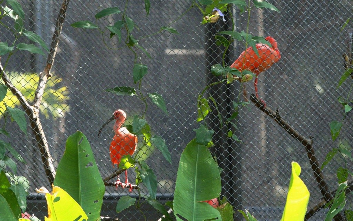 BioParque do Rio, na Quinta da Boa Vista, tem mais de mil animais - Estefan Radovicz / Agencia O Dia