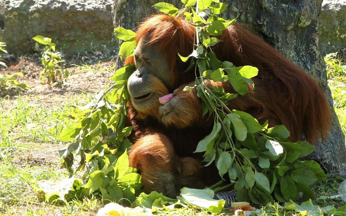 Um dos orangotangos do parque, Elsie &eacute; atra&ccedil;&atilde;o para os visitantes