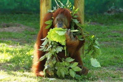 Orangotango selvagem curou ferida com medicamento que ele preparou, dizem cientistas