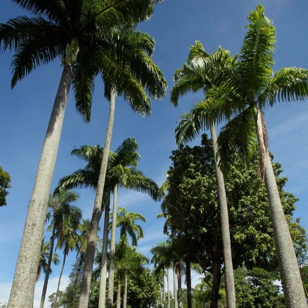 Prefeito Eduardo Paes Inaugura o BioParque do Rio, na Quinta da Boa Vista. - Estefan Radovicz / Agencia O Dia