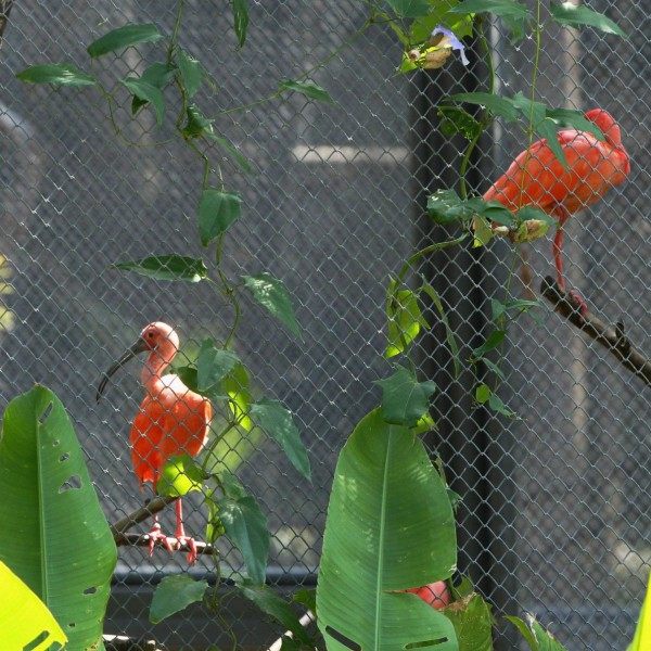 Prefeito Eduardo Paes Inaugura o BioParque do Rio, na Quinta da Boa Vista. - Estefan Radovicz / Agencia O Dia
