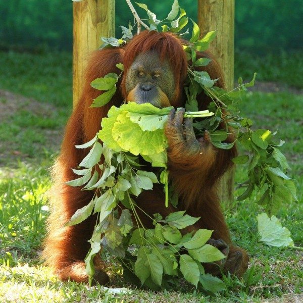 Prefeito Eduardo Paes Inaugura o BioParque do Rio, na Quinta da Boa Vista. - Estefan Radovicz / Agencia O Dia