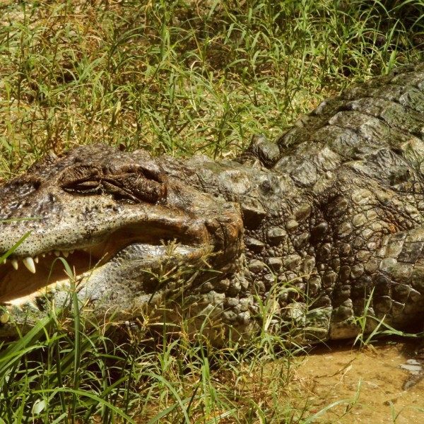 Prefeito Eduardo Paes Inaugura o BioParque do Rio, na Quinta da Boa Vista. - Estefan Radovicz / Agencia O Dia