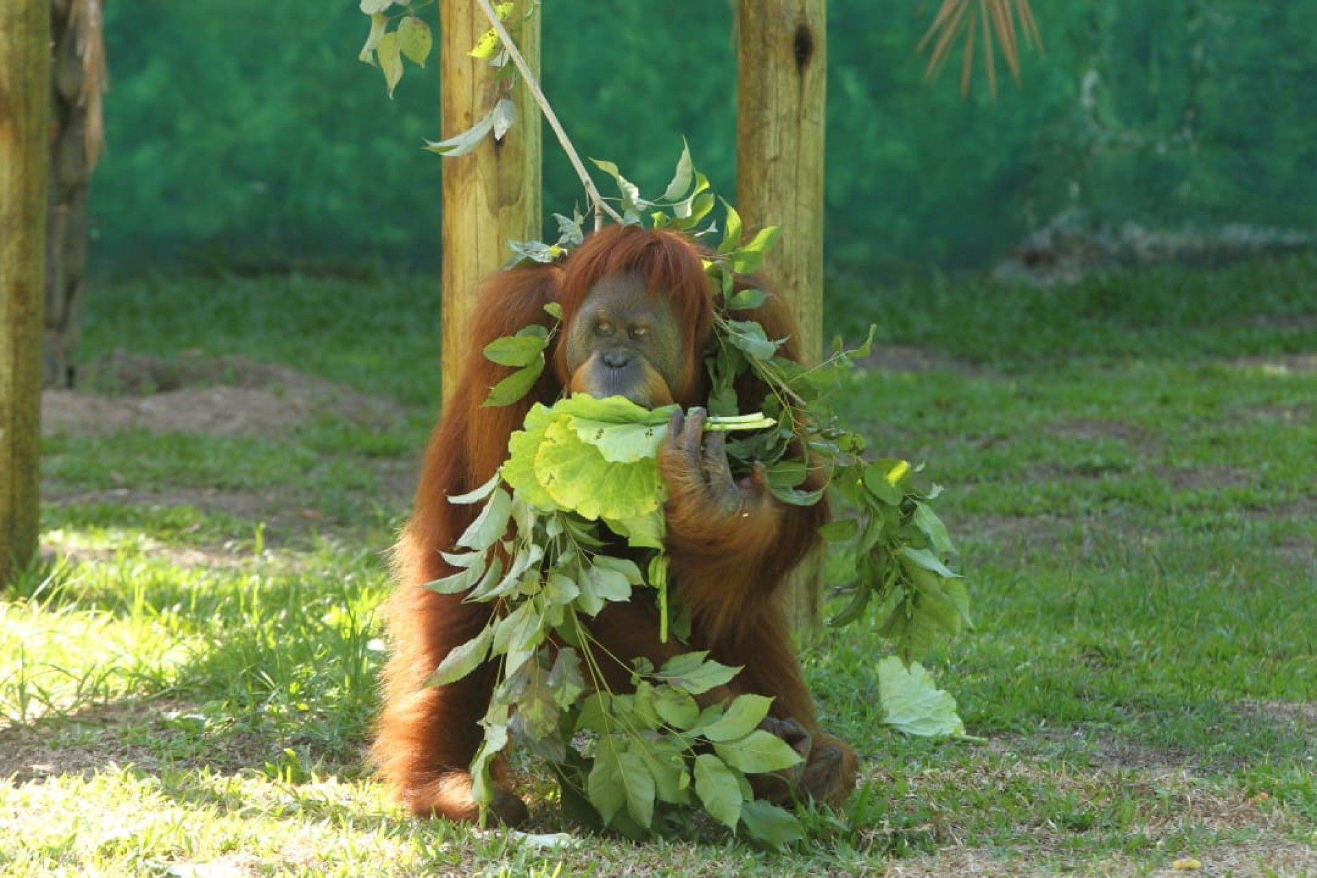 Paes anuncia inauguração do BioParque - Estefan Radovicz / Agência O DIA