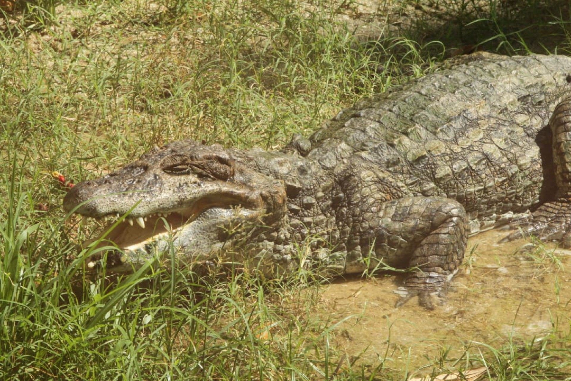 Prefeito do Rio, Eduardo Paes, participa de inauguração do BioParque - Estefan Radovicz / Agência O DIA 