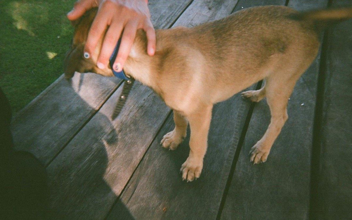 Enzo Celulari faz carinho em Amora, cachorrinha de Bruna Marquezine