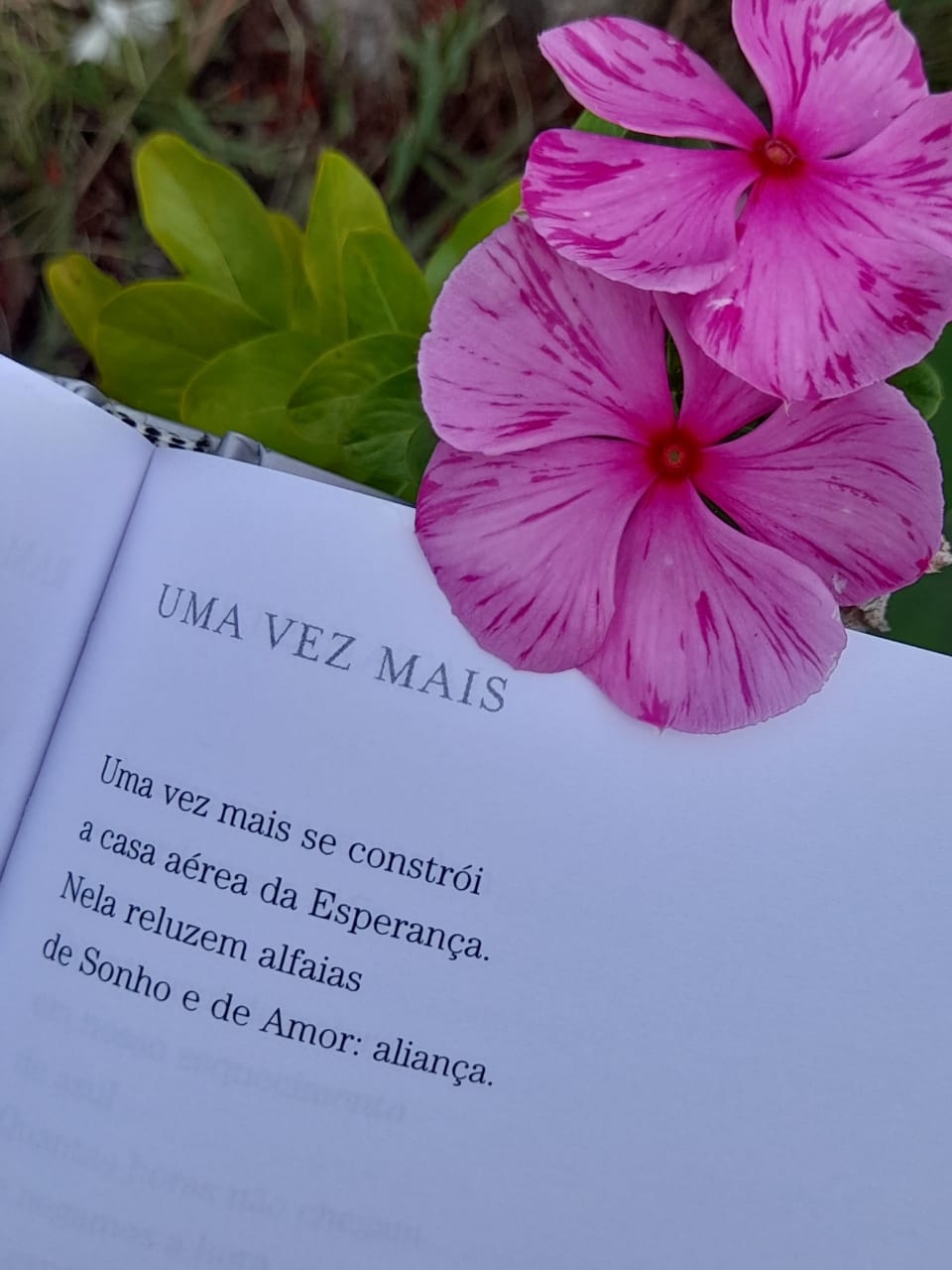 No jardim, a poesia de Carlos Drummond de Andrade no livro 'Receita de Ano Novo', edi&ccedil;&atilde;o de 2008, da Editora Record, 'nasce' entre as flores
 - Ana Carla Gomes