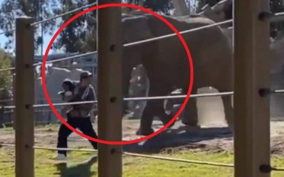 Com a filha de 2 anos no colo, homem invade jaula de elefante em zool&oacute;gico e &eacute; atacado