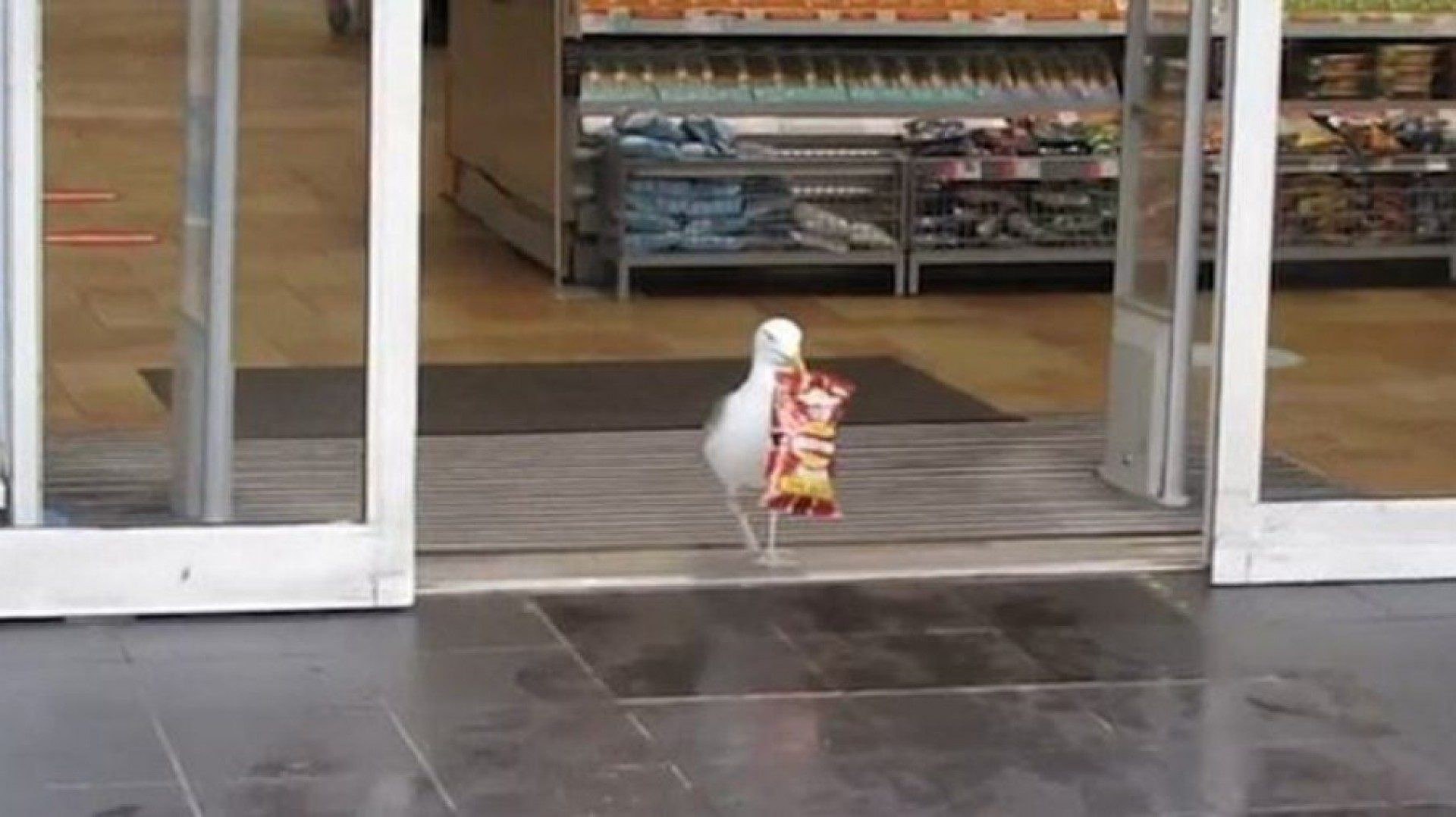 V&iacute;deo: gaivota entra em mercado, rouba pacote de batatas fritas e vai embora