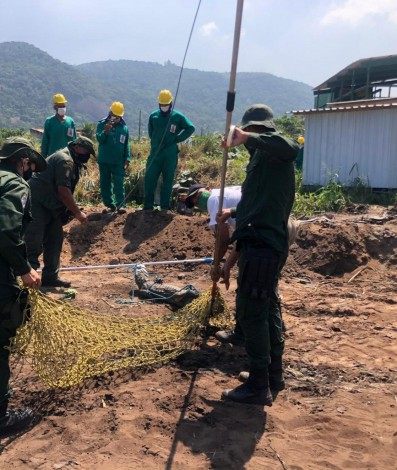 Coordenadoria Ambiental da Guarda Municipal resgata jacaré de papo-amarelo e um gavião em Niterói
 - Divulgação