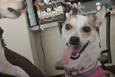 Ração a granel pode apresentar riscos à saúde dos pets; entenda