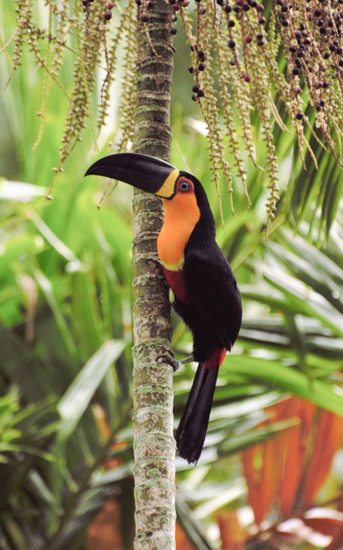 O tucano-de-bico-preto voltou ao Parque Estadual da Pedra Branca, em Realengo

