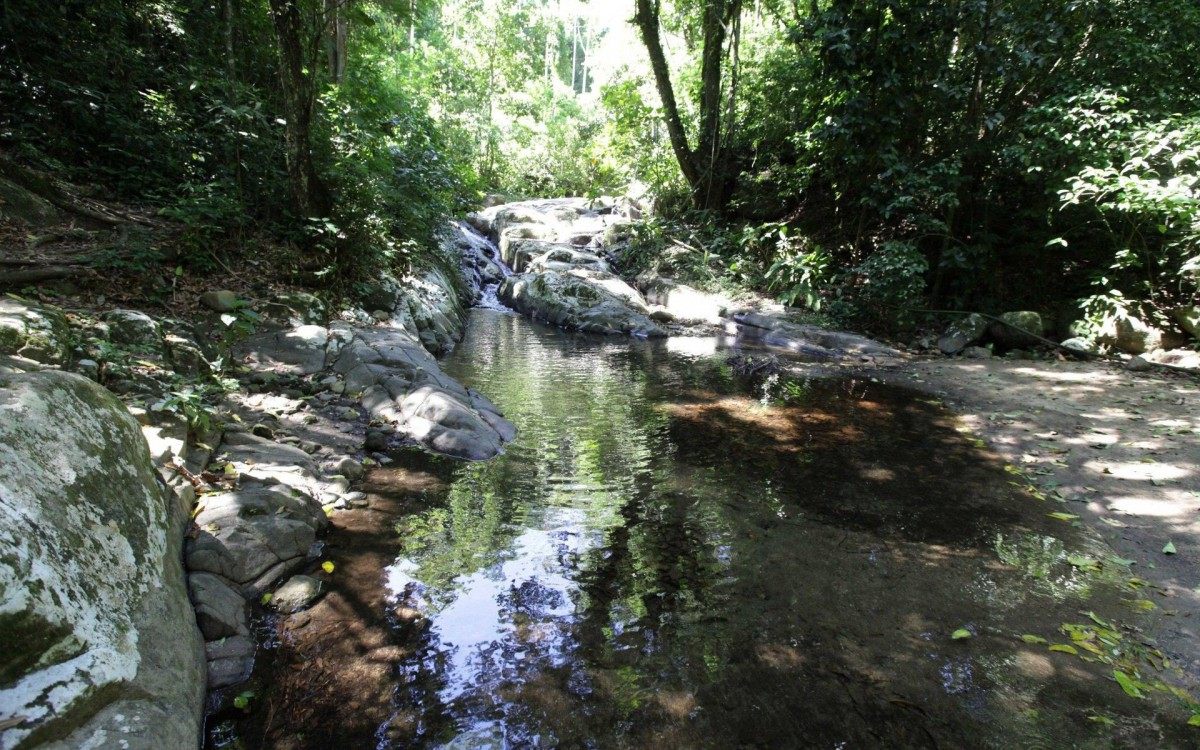 Secretaria do Ambiente avan&ccedil;a com o reflorestamento no Parque Estadual da Pedra Branca, em Realengo
