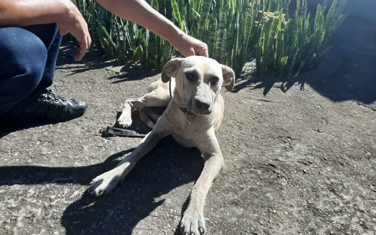 Cadelinha abandonada aguarda um novo lar em uma ado&ccedil;&atilde;o respons&aacute;vel