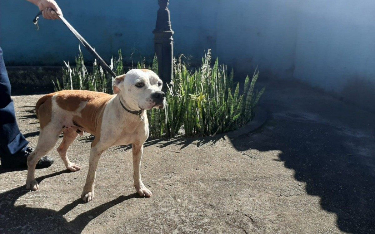 C&atilde;ozinho macho foi abandonado e aguarda um novo lar em uma ado&ccedil;&atilde;o respons&aacute;vel