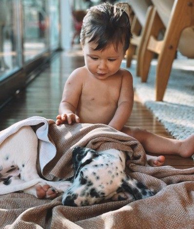 Bruno Gagliasso dá cachorro aos filhos Títi, Bless e Zyan - Reprodução