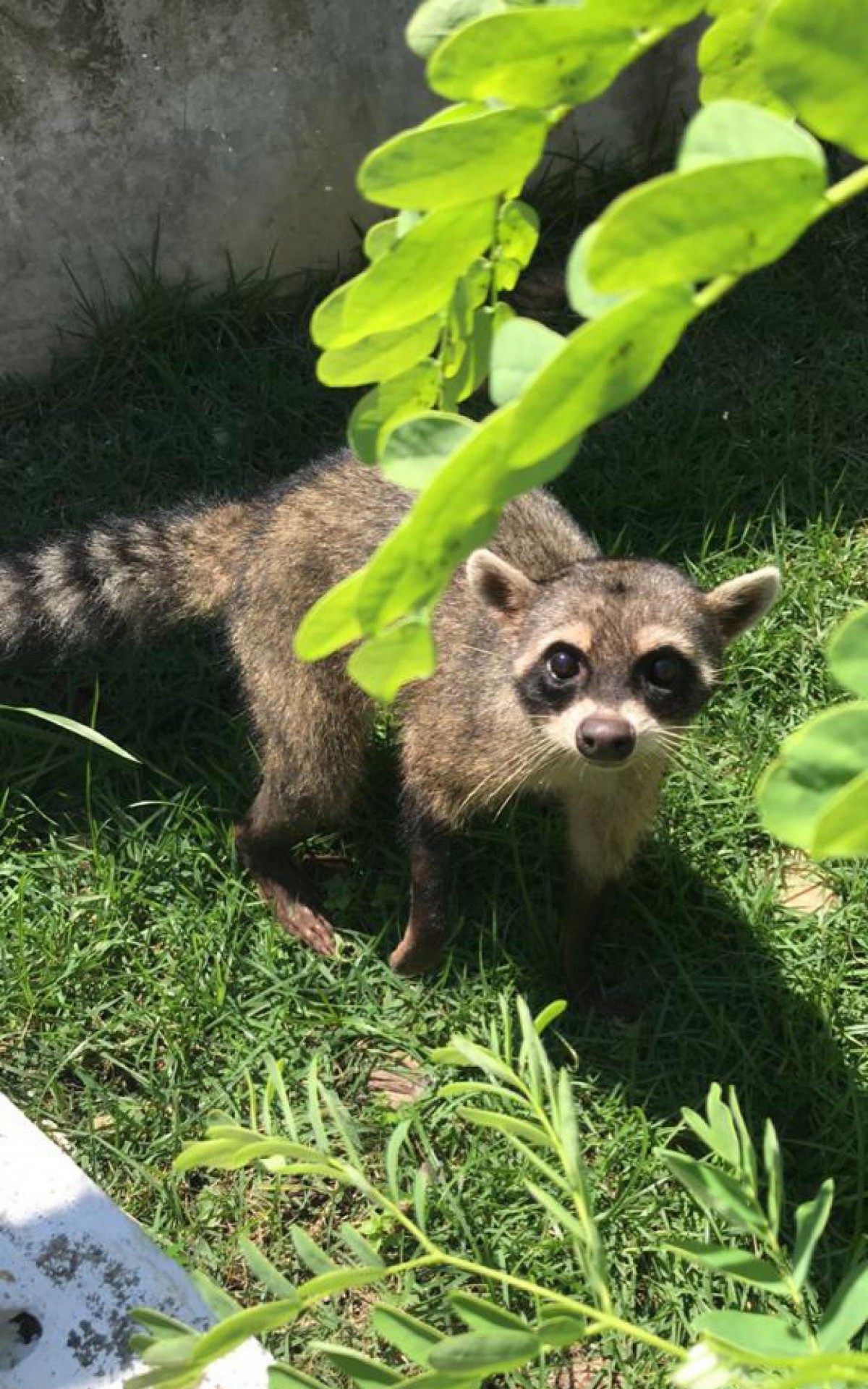 Mam&iacute;fero carn&iacute;voro conhecido como m&atilde;o-pelada