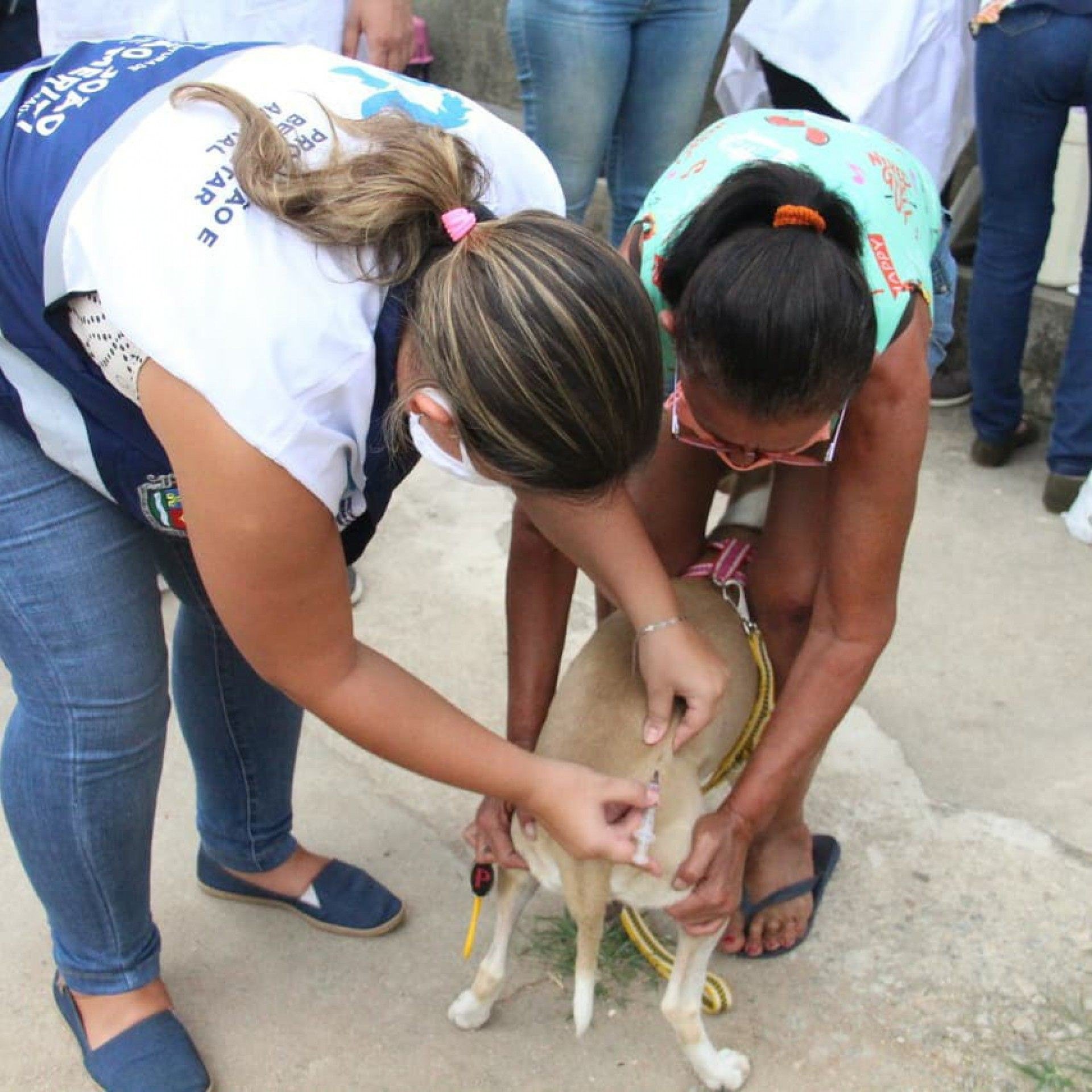 Mais de 100 animais imunizados em Meriti - Divulgação