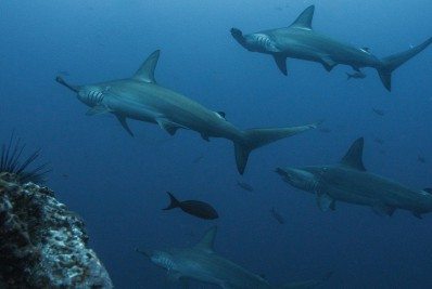 Quase 30% das espécies classificadas do planeta correm risco de extinção