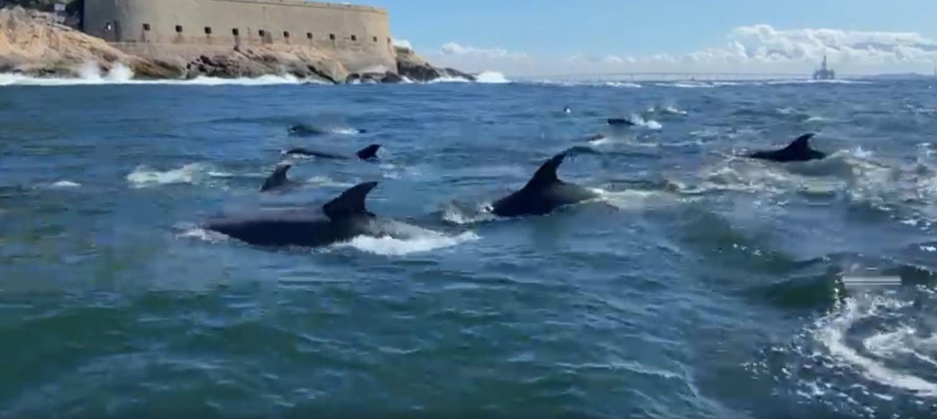 Vídeo: cerca de 50 golfinhos dão show de sincronia na entrada da Baía de Guanabara