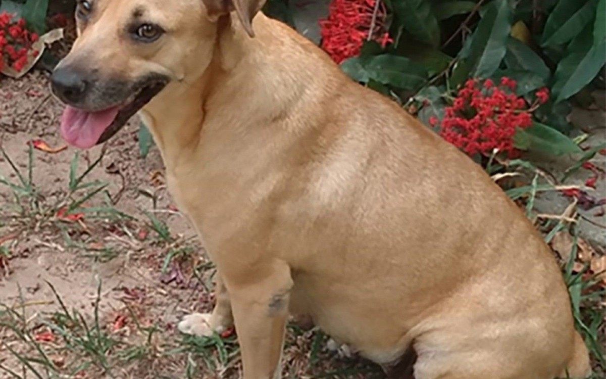 O adotante dever&aacute; assinar um termo de responsabilidade em que determine estar ciente de todos os cuidados que um bichinho de estima&ccedil;&atilde;o exige