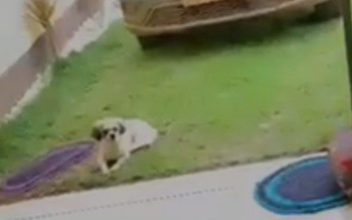 No v&iacute;deo que circula nas redes sociais, este pobre cachorrinho assiste ao surub&atilde;o do Airbnb, que aconteceu na casa de Ver&ocirc;nica