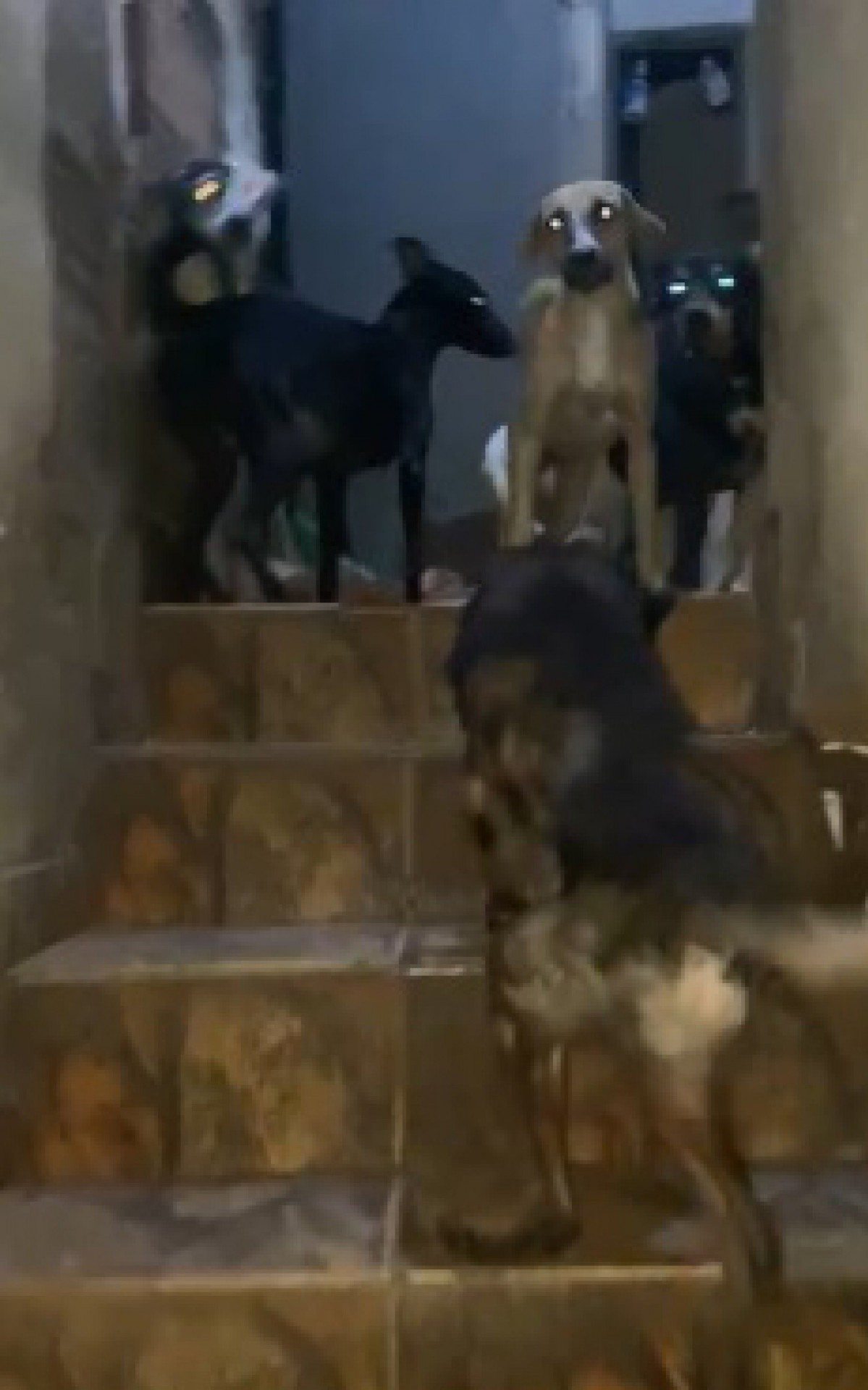 Cachorros da casa onde idosa era mantida em c&aacute;rcere s&atilde;o assistidos pela secretaria do Rio, mas seguem no local