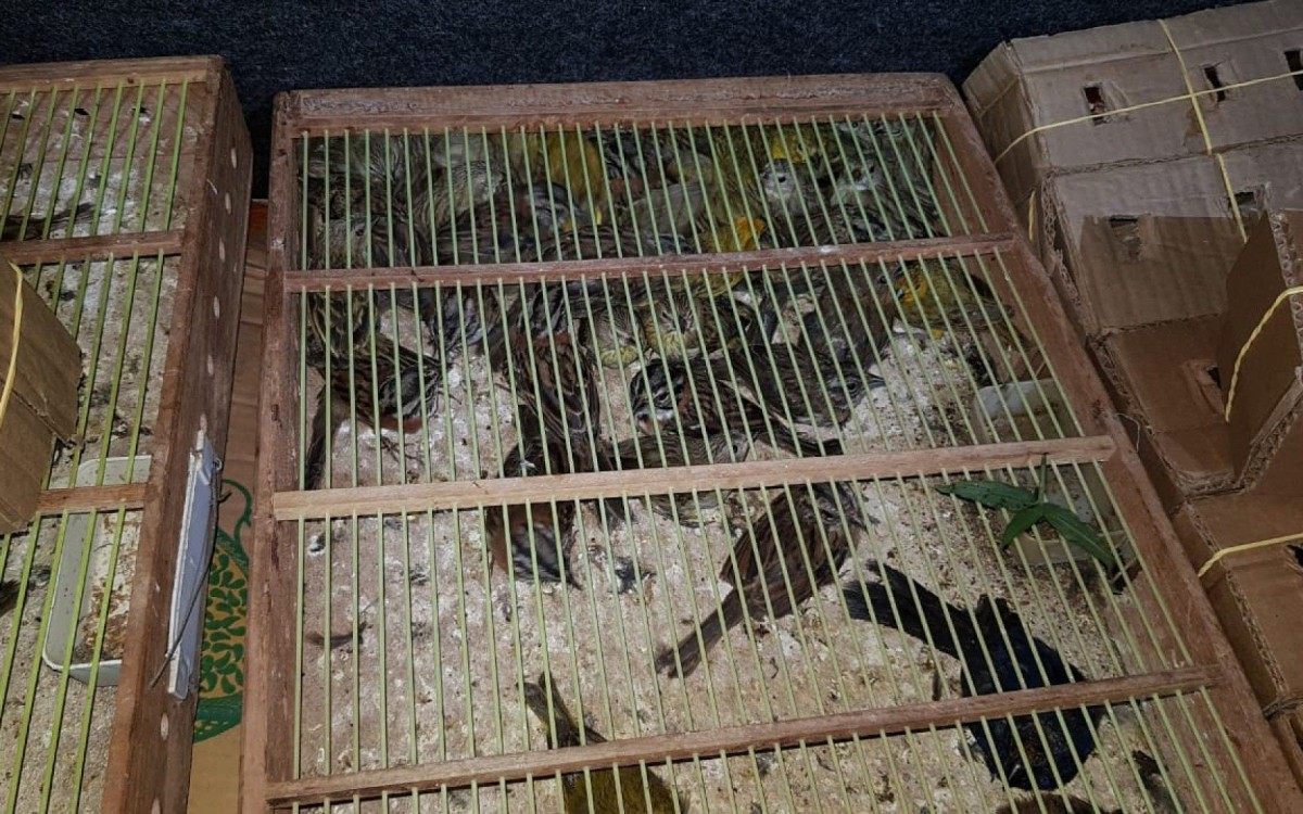 PRF apreendeu cerca de cem aves de diversas esp&eacute;cies